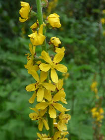 Agrimonia eupatoria